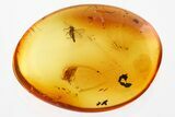 Fossil Beetle Larva (Coleoptera) & Fly (Diptera) in Baltic Amber #315301-1